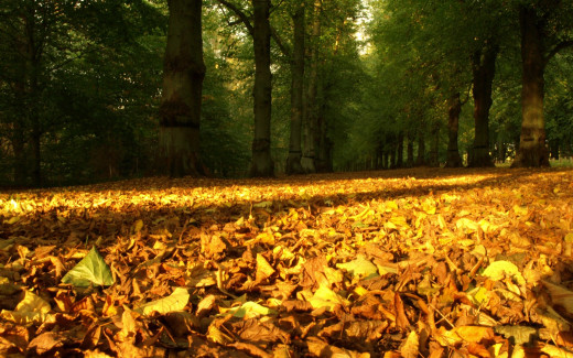 479466 (a): :1920x1200